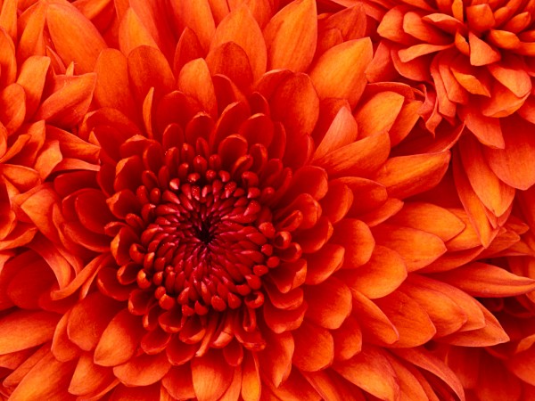 1492087786Chrysanthemum.jpg